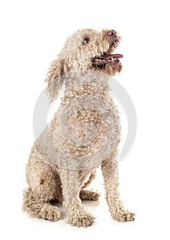 Lagotto romagnolo in studio