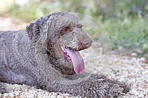 Lagotto Romagnolo truffle dog cute portrait Canon Eos 5DS 50,6 megapixels fine art in high quality prints photo