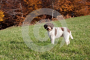 Lagotto romagnolo in the woods