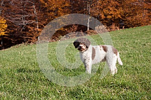 Lagotto romagnolo in the woods photo