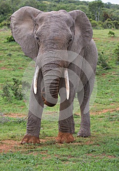 Lagr African Elephant with Long White Tusks