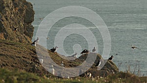Lagre Group of Puffins Flying and Walking on Cliffside, Flying Bird Colony Scenery Looking over Calm