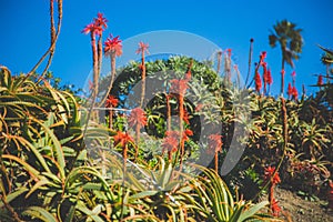 Laguna beach in Southern Califronia photo