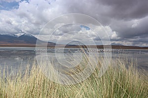 Laguna Capina, Atacama, Bolivia