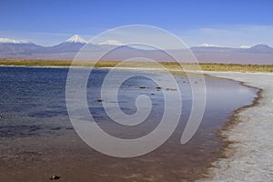 Laguna Cejar, Atacama, Chile