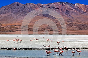 Laguna Celeste, Bolivia photo