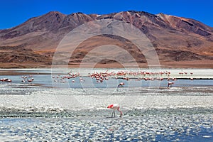 Laguna Celeste, Bolivia photo