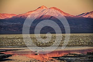 Laguna Chaxa, Chile