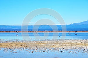 Laguna Chaxa in the National reserve Los Flamencos