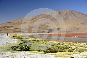 Laguna Colorada, Altiplano, Bolivian Andes photo