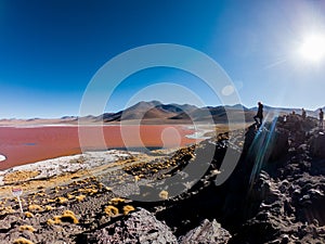 Laguna colorada Bolivia altiplano