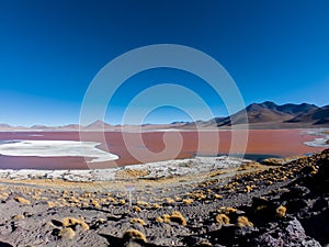 Laguna colorada Bolivia altiplano