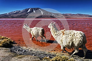 Laguna Colorada, Bolivia: Llamas in Red Lagoon