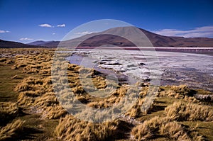 Laguna Colorada in Bolivian Altiplano photo
