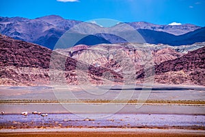 Laguna Colorada Carachi Pampa, Argentina