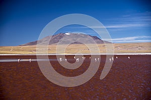 Laguna Colorada in Cordillera de Lipez, Bolivia