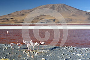 Laguna Colorada. Eduardo Avaroa Andean Fauna National Reserve. Bolivia photo