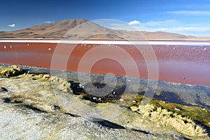 Laguna Colorada. Eduardo Avaroa Andean Fauna National Reserve. Bolivia photo