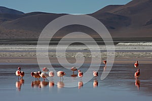 Laguna Colorada Flamingos