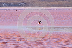 Laguna Colorada flamingos, Bolivia