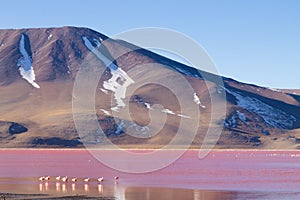 Laguna Colorada flamingos, Bolivia