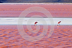 Laguna Colorada flamingos, Bolivia