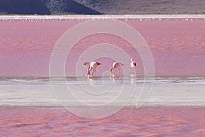 Laguna Colorada flamingos, Bolivia