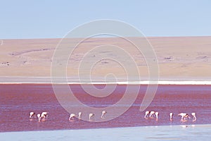 Laguna Colorada flamingos, Bolivia