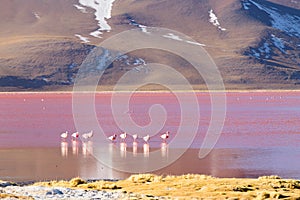 Laguna Colorada flamingos, Bolivia