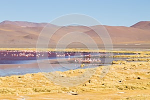 Laguna Colorada flamingos, Bolivia