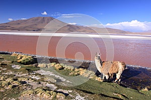Laguna Colorada and llama