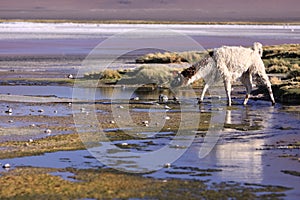 Laguna Colorada and llama