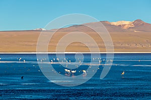 Laguna Colorada, shallow salt lake in the southwest of the altiplano of Bolivia