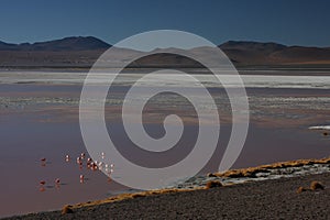 Laguna Colorada shore with flamingos