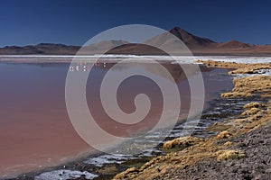 Laguna Colorada shore and flamingos photo