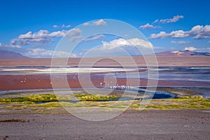 Laguna colorada in sud Lipez Altiplano reserva, Bolivia