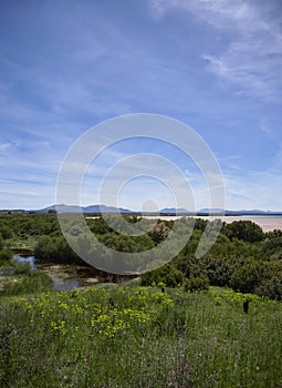 Laguna de Fuente de Piedra, a Nature Reserve with Halophyte vegetation and several species of Wading Birds in Andalucia.