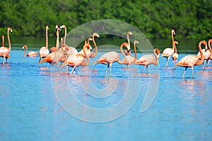 Laguna de Guanaroca, Cienfuegos, Cuba photo