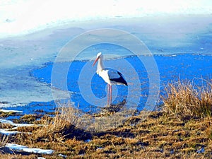 stork in Laguna de los Peces, Sanabria, Zamora, spain photo