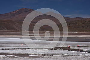 Laguna and flamingos photo