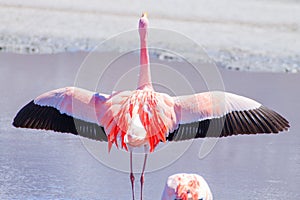 Laguna Hedionda flamingos, Bolivia