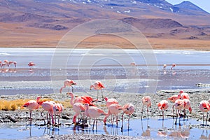 Laguna Hedionda flamingos, Bolivia