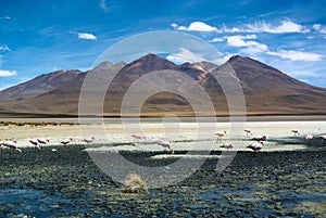 Laguna Hedionda - saline lake with pink flamingos photo