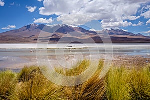 Laguna Honda in sud Lipez Altiplano reserva, Bolivia