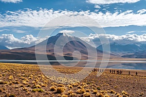 Laguna Miscanti in the Atacama Desert, Chile, South America