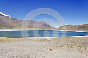 Laguna Miscanti with Vicuna photo