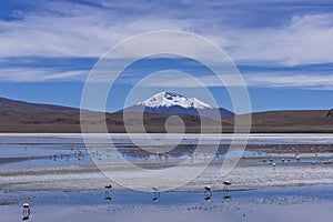 Laguna Pasto Grande, Bolivia, South America photo