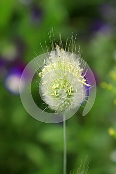 Lagurus ovatus close up