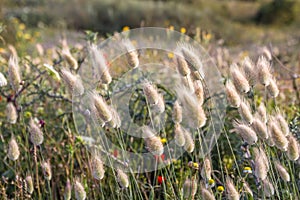 Lagurus ovatus commonly called hare`s tail, hare`s-tail grass or bunnytail,  in the grass family