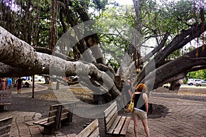 Lahaina Banyan Tree